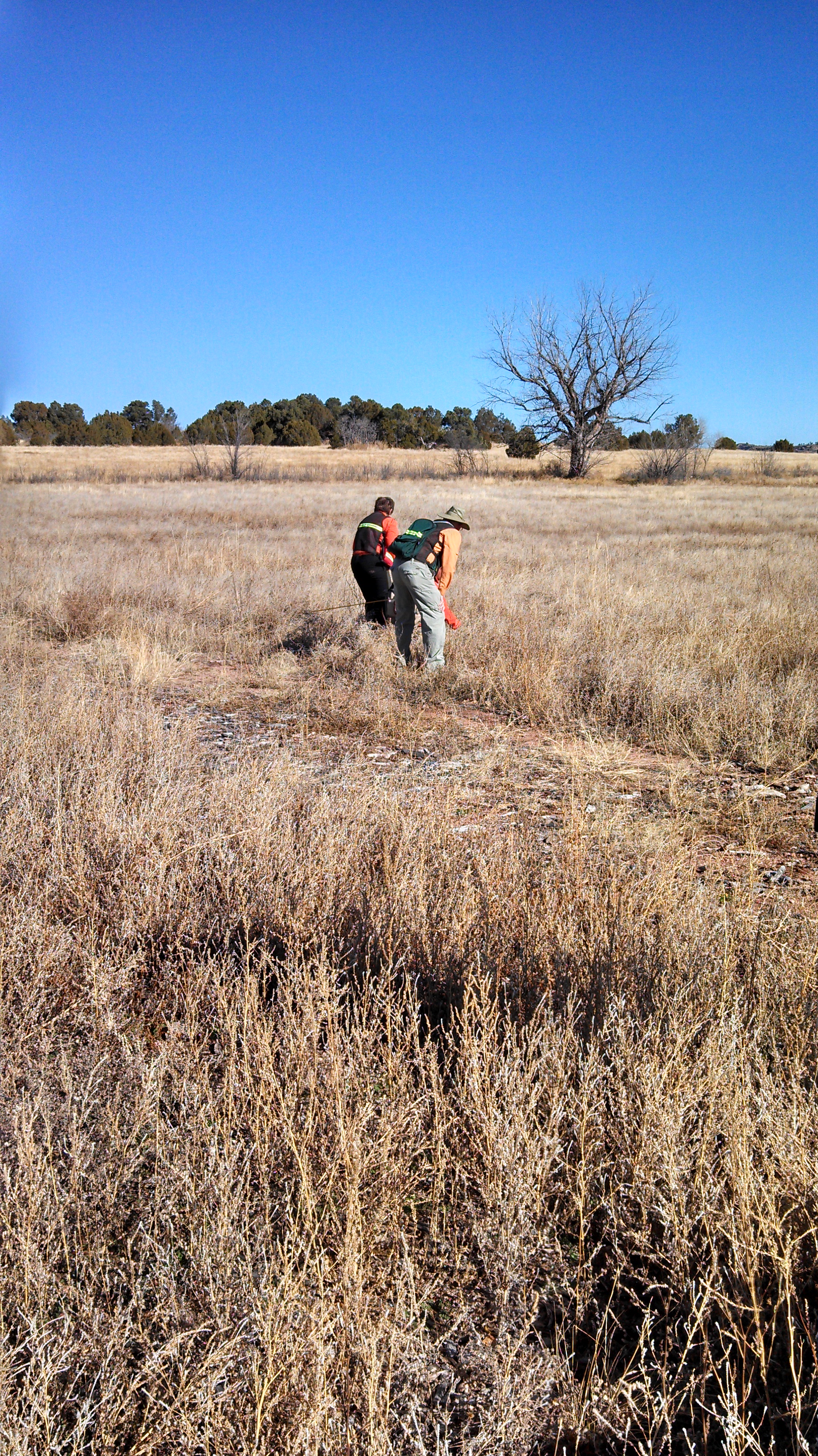 Tracking in the deep grass