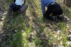 Trackers working a trail